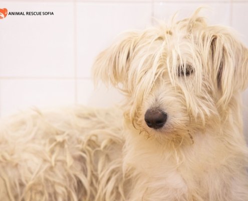 97077054_322263492087820_6131059763431079936_n