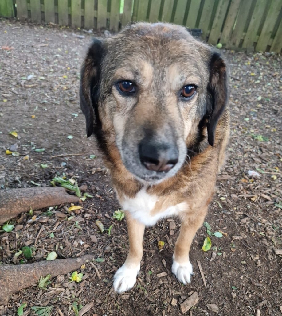 Aria, blinde hond met neurologische problemen – veilig en rustig in onze opvang, waar haar kwetsbaarheid ruimte krijgt