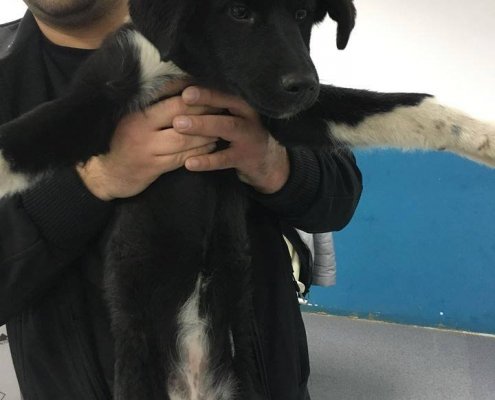 46993743_545035789309058_136327467475402752_n