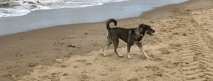 Zalikas hond strand