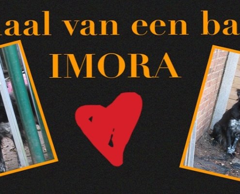 Imora adoptie ervaring – na jaren wachten, trauma en onzekerheid eindelijk thuis bij iemand die haar écht zag en koos
