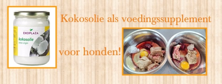 header voor de blog "kokosolie als voedingssupplement voor honden"